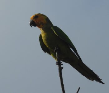 Brown-throated Parakeet
