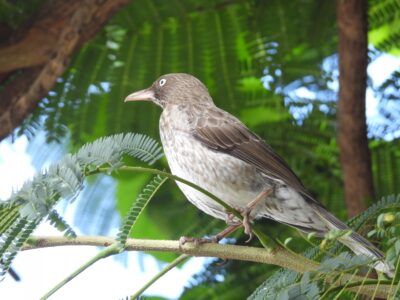 Pearly-eyed thrasher Pearly-eyed thrasher
