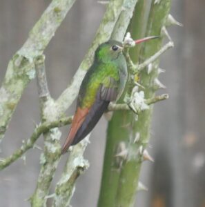 Rufous-tailed Hummingbird