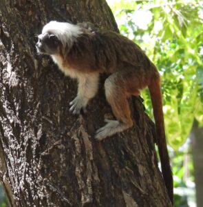 Cotton-top tamarin monkey Cotton-top tamarin monkey