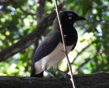 Black-chested Jay