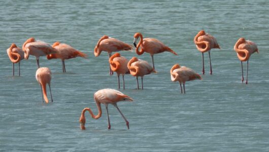 American Flamingos American Flamingos