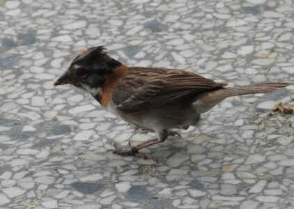 Rufous-collared Sparrow Rufous-collared Sparrow