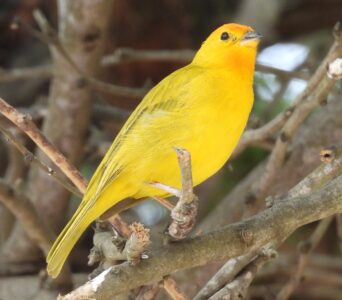 Saffron Finch Saffron Finch