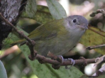 Lesser Greenlet