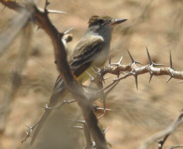 Northern-scrub Flycatcher Nothern-scrub Flycatcher